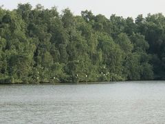 -大湾区中央湿地公园