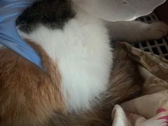 -瑞派·关忠动物医院·猫专科·犬专科(三环新城店)