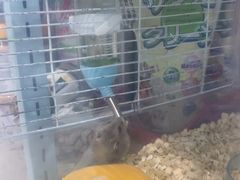 -FAELING PETS美天灵宠物(合生汇店)