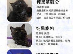 -翊宠yipet猫狗购宠庄园犬舍•猫舍