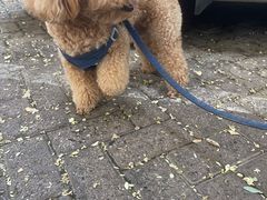 -pd派德宠物中心医院24H急重症·眼科中心·血液透析中心(嵩山北路店)