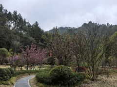 -牛头山森林公园