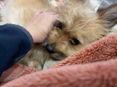 -爱侣宠医·鹦鹉专科·小型哺乳类·异宠专科(灵石路店)