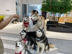 -Husky Go!哈士奇体验馆·宠物咖啡厅狗咖