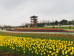 -杭州湾海上花田景区