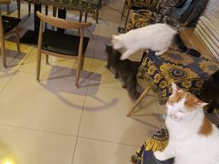 大堂-平行世界·猫咖(首经贸店)