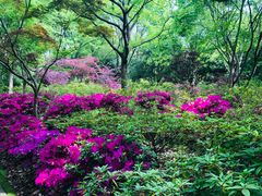 -上海滨江森林公园