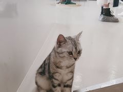 -共舞时光猫咖·狗咖(新街口店)