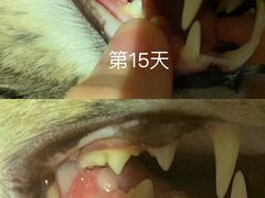 -谐和益家动物医院·免疫绝育·血液透析·宠保定点医院(高新伊藤分院)