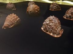 -青岛贝壳博物馆