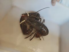 -鱼乐轩(珠江路店)