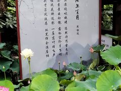 -上海醉白池公园