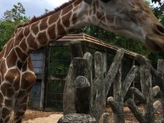 -清迈夜间动物园