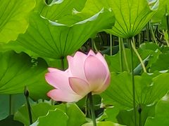 -荔湾湖公园