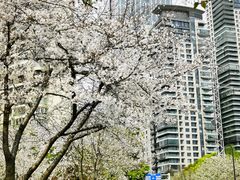 -西北湖绿化广场
