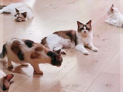 -Bastet sally猫舍购宠(静安店)