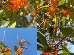 -重庆医科大学附属第一医院(金山院区)