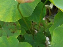 -黑龙江省森林植物园