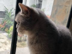 -more than meow吴止猫主题餐厅(承德 中船汇店)