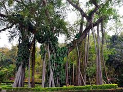 -瑞丽独树成林风景区
