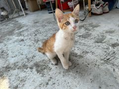 -瑞派动物医院·猫专科·至诚(江南中分院)