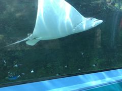 -悉尼海洋生物水族馆