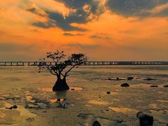 -宝安西湾红树林湿地公园