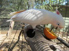 -费瑟代尔野生动物园