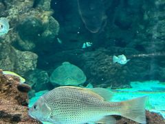 -上海海洋水族馆