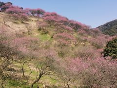 -新建村梅花