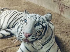 -清迈夜间动物园