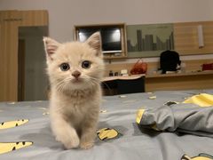 -老吴的猫·猫舍(新区店)