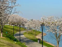 -羊山湖公园