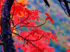 -叠溪松坪沟景区