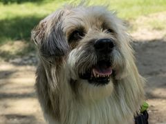 -北京恒爱动物医院(清景园分院)