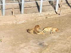 -青藏高原野生动物园