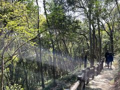 -上海佘山国家森林公园天马山园