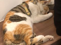 -Again Coffee Roaster(香蜜湖店)