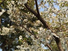 iphone_upload_pic-北外滩滨江绿地