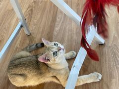 -COLOR PETS 撸猫馆·购猫·猫咖(长风大悦城店)