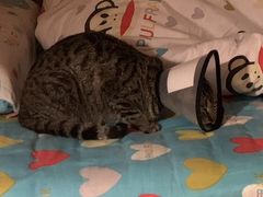 -伟伟宠物医院·CT影像中心·瑞派犬猫综合性门诊(汉口总院)