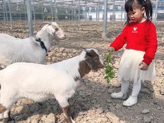 -喜杨洋草莓采摘园