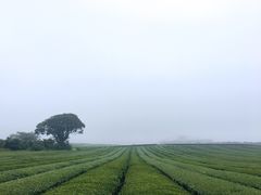 -雪绿茶博物馆