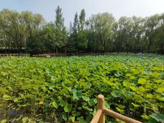 -东升八家郊野公园