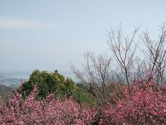 -香雪海