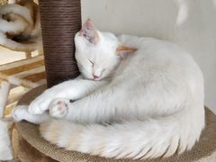 -藏猫猫咖啡主题馆(中央大道店)