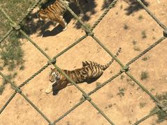 -西霞口神雕山野生动物世界