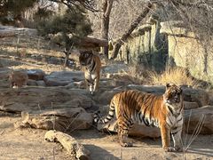 -北京野生动物园