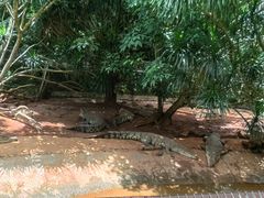 -海南热带野生动植物园