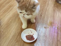 -滚猫咖啡·猫咖·猫友好撸猫(未来城店)